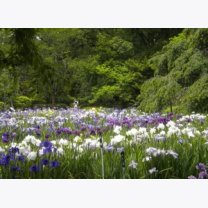 hana-shobu-en-300x217