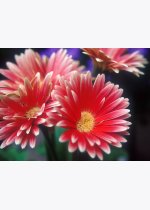 12b434f00121d9d86562871d287775ec