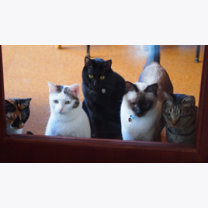 e16233936fc5de41d6c7343bafad161c