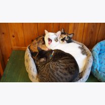 dd774287bf4560840cd85327fc809974