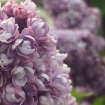 d11e41448125b3f30ad5c408638cb1ed