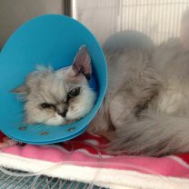 05d0f3cf718a4fa339ae3b867f1b14aa