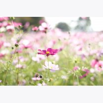 ff432328f9729d42bc647061efcd8a75