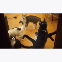 6ab68f5fb8fbfab592aa6268bc8dd10e