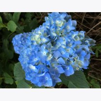 3d77dc43cbb80fdca8f151b8e8ad527d