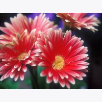 12b434f00121d9d86562871d287775ec