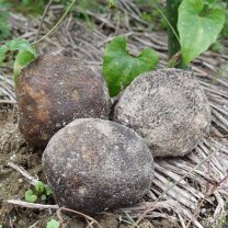 faeb79c6ac18373914cb4d86427ad9df