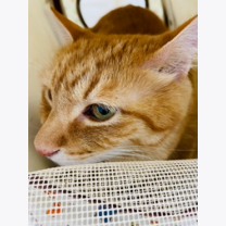 131e6a3a225d9686729ab9f22d89b36f