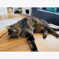 1b6e14d89e82846b0257ae32d53d178b