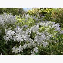 e4b5e5af818fc4c051c5d3f265bd214b