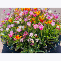 3b8392011cc9c8a7e0f221df03810a04