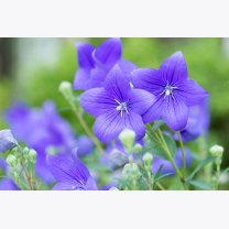 9e4f177f01de7807159031917ccb10d0