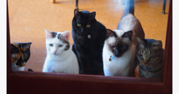 アクション マイアクション 猫カフェ 五匹の猫 北九州 1 ウィメンズアクションネットワーク Women S Action Network アクション マイアクション 猫カフェ 五匹の猫 北九州 1 ウィメンズアクションネットワーク Women S Action Network